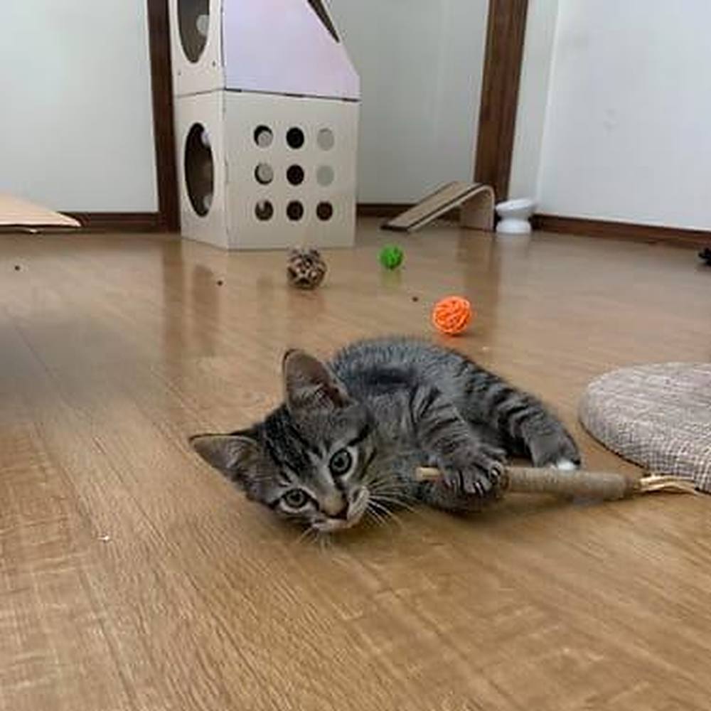 Cómo entretener a mi gato en casa: gatito atigrado con su stick en el suelo y, al fondo, una casita de cartón con agujeros y pelotas