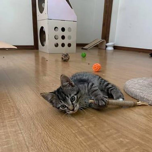 Cómo entretener a mi gato en casa: gatito atigrado con su stick en el suelo y, al fondo, una casita de cartón con agujeros y pelotas