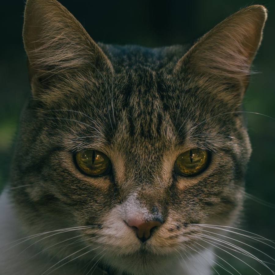 Gato sano con los dientes bien cuidados