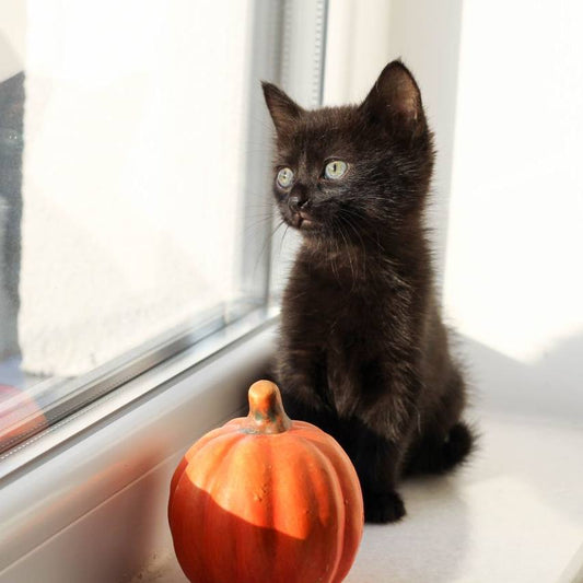 Gatito negro sentado en la ventana junto a una calabaza de Halloween