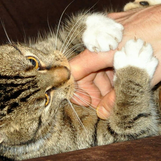 Gato atigrado agarrando y mordiendo una mano con la boca y las dos patas