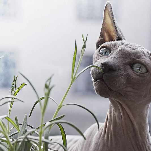 Gato sphynx oliendo las hojas de una planta junto a la ventana