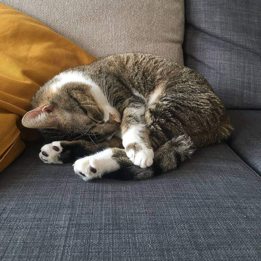 Por qué mi gato duerme tanto: gato atigrado durmiendo hecho un ovillo en el sofá