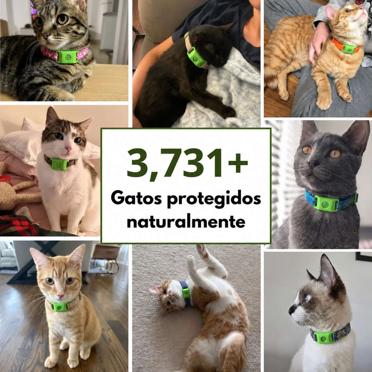 PurrBite™ Kit Antiparásitos Natural