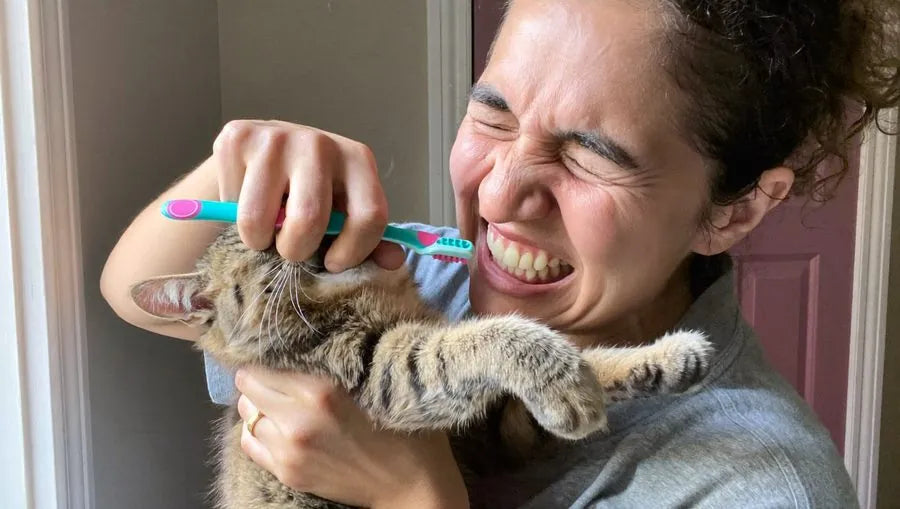 Intentando cepillar los dientes al gato