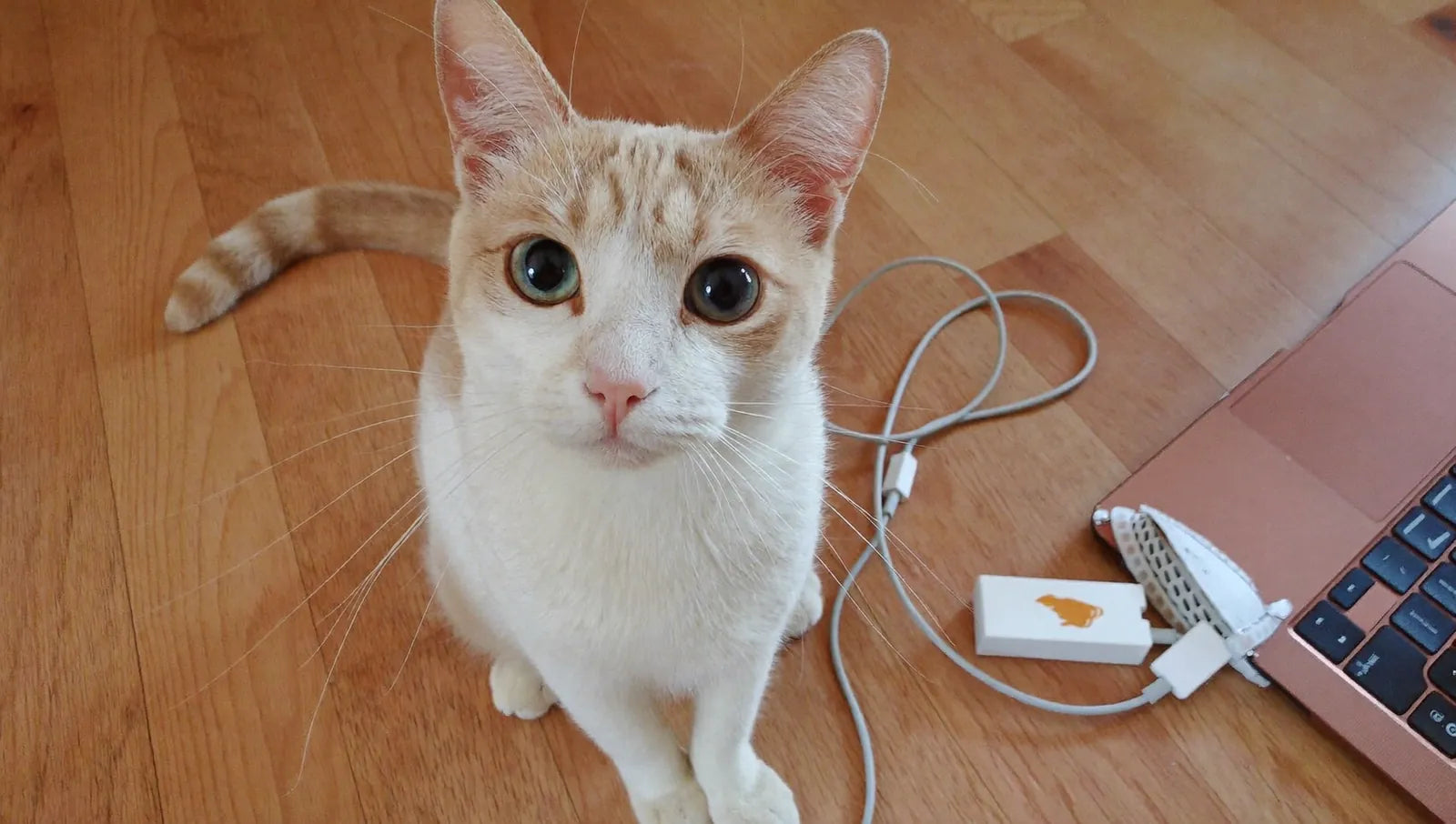 Gato junto a cable mordido