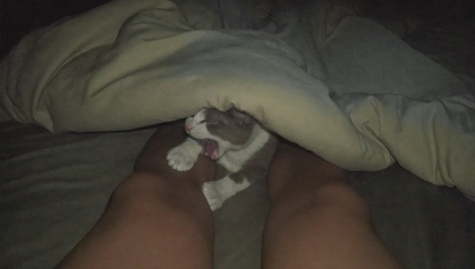 Gato activo por la noche en la cama
