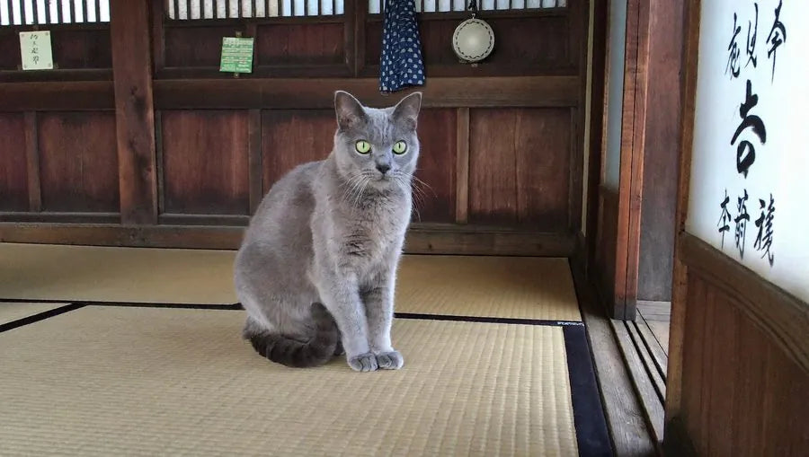 Gato en santuario japonés
