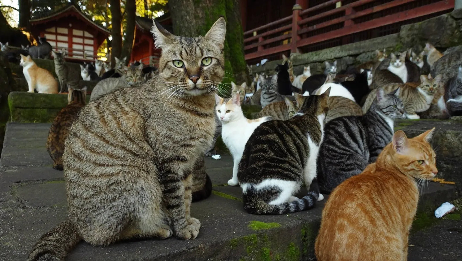 Santuario de gatos en Japón