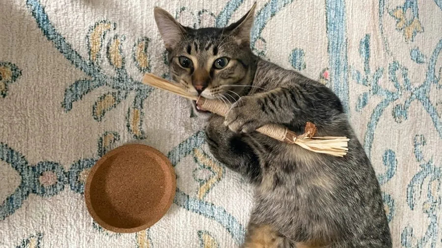 Gato mordiendo palito de silvervine PurrBite
